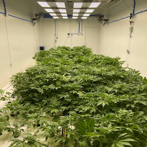 Cbg  growlog photo:  Plants look awesome burning up a bunch of the nitrogen starting to turn back to normal green color leaf ages are still a little bit turned upward but not as bad as they were tips of the leaves burned yellow but overall plants look really healthy 