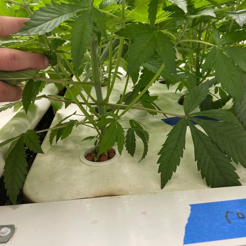 Cbg  growlog photo:  Plants look awesome burning up a bunch of the nitrogen starting to turn back to normal green color leaf ages are still a little bit turned upward but not as bad as they were tips of the leaves burned yellow but overall plants look really healthy 