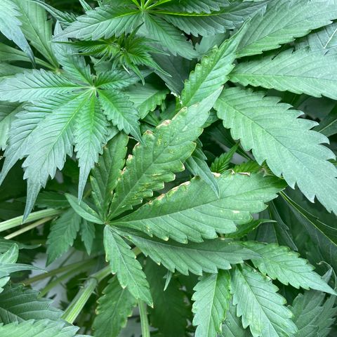 Cbg  growlog photo:  Plants look awesome burning up a bunch of the nitrogen starting to turn back to normal green color leaf ages are still a little bit turned upward but not as bad as they were tips of the leaves burned yellow but overall plants look really healthy 