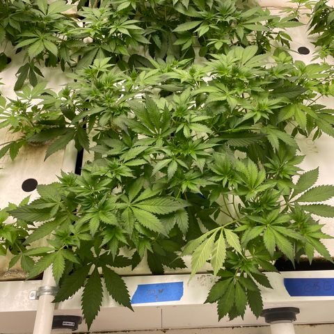 Cbg  growlog photo:  Plants look awesome burning up a bunch of the nitrogen starting to turn back to normal green color leaf ages are still a little bit turned upward but not as bad as they were tips of the leaves burned yellow but overall plants look really healthy 