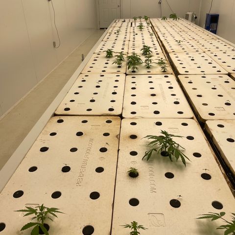 Lifter  growlog photo: Looking good 