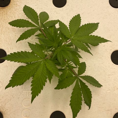Lifter  growlog photo: Looking good 