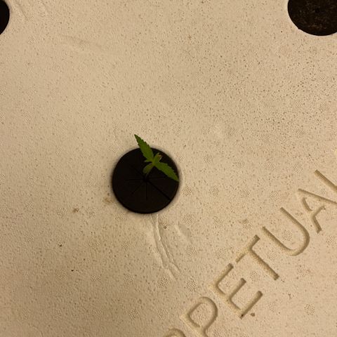 Lifter  growlog photo: Looking good 