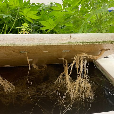 Cbg  growlog photo:  Plants look awesome burning up a bunch of the nitrogen starting to turn back to normal green color leaf ages are still a little bit turned upward but not as bad as they were tips of the leaves burned yellow but overall plants look really healthy 