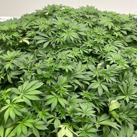 Cbg  growlog photo:  Plants look awesome burning up a bunch of the nitrogen starting to turn back to normal green color leaf ages are still a little bit turned upward but not as bad as they were tips of the leaves burned yellow but overall plants look really healthy 