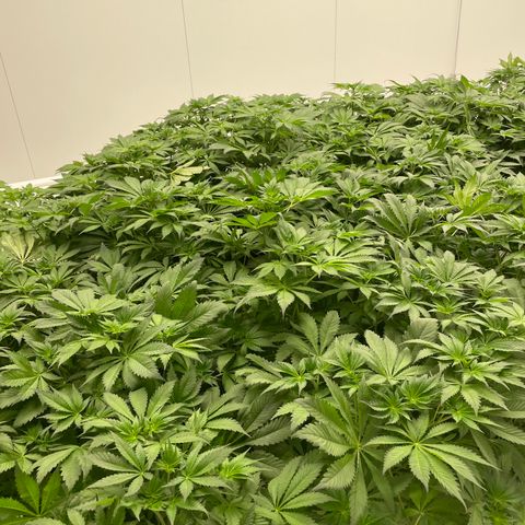 Cbg  growlog photo:  Plants look awesome burning up a bunch of the nitrogen starting to turn back to normal green color leaf ages are still a little bit turned upward but not as bad as they were tips of the leaves burned yellow but overall plants look really healthy 
