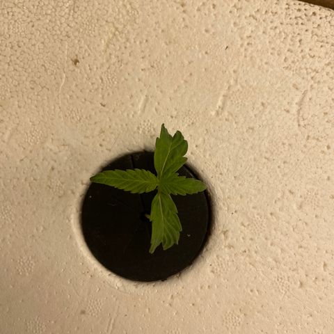 Lifter  growlog timeline photo