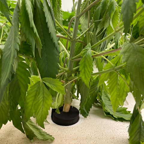 Cbg  growlog photo: Wilted plant looks like one of the main roots had a bend in it Cupping up cupping down yellow/ brown spots 