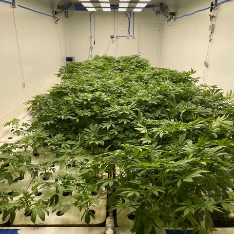 Cbg  growlog photo: Wilted plant looks like one of the main roots had a bend in it Cupping up cupping down yellow/ brown spots 