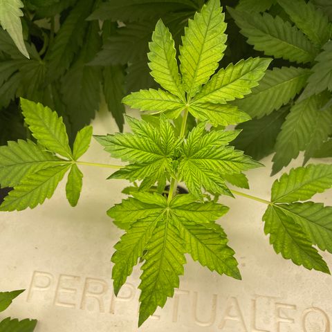 Cbg  growlog photo: Wilted plant looks like one of the main roots had a bend in it Cupping up cupping down yellow/ brown spots 