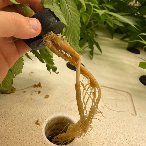 Cbg  growlog photo: Wilted plant looks like one of the main roots had a bend in it Cupping up cupping down yellow/ brown spots 
