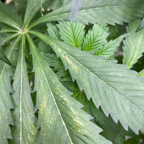 Cbg  growlog photo: Wilted plant looks like one of the main roots had a bend in it Cupping up cupping down yellow/ brown spots 