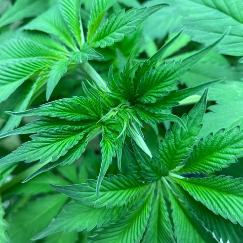 Cbg  growlog photo: Wilted plant looks like one of the main roots had a bend in it Cupping up cupping down yellow/ brown spots 