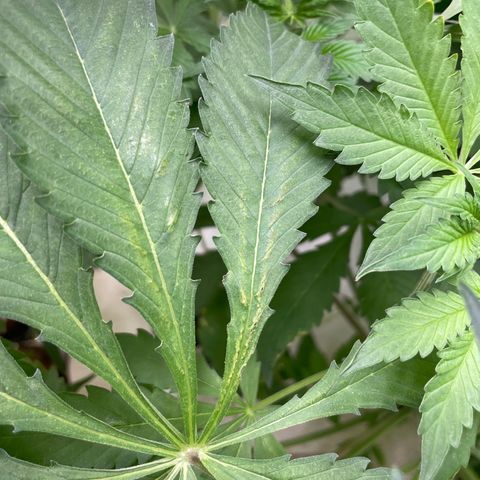 Cbg  growlog photo: Wilted plant looks like one of the main roots had a bend in it Cupping up cupping down yellow/ brown spots 