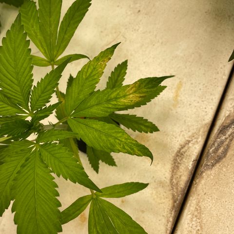 Cbg  growlog photo: Wilted plant looks like one of the main roots had a bend in it Cupping up cupping down yellow/ brown spots 
