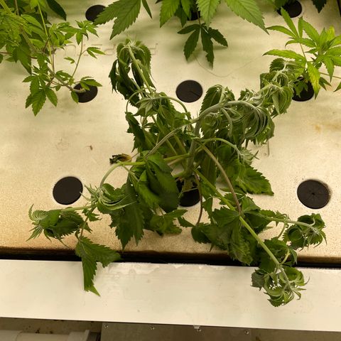 Cbg  growlog photo: Wilted plant looks like one of the main roots had a bend in it Cupping up cupping down yellow/ brown spots 