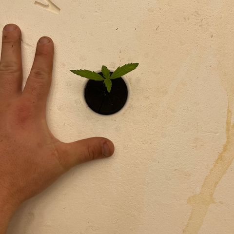 Lifter  growlog timeline photo
