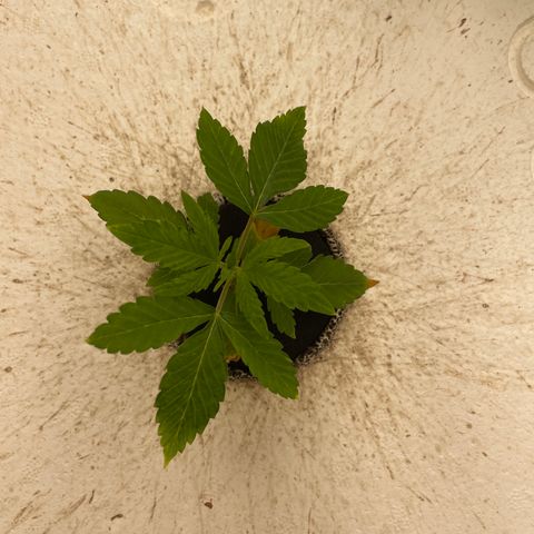 Lifter  growlog photo: Weird leave edges but majority of plants looking good some burn offs 