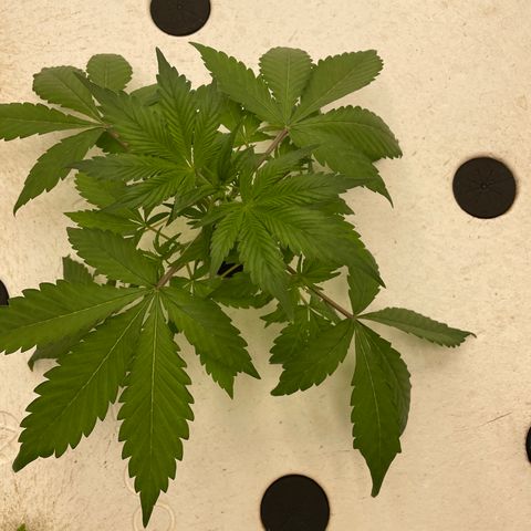 Lifter  growlog photo: Weird leave edges but majority of plants looking good some burn offs 