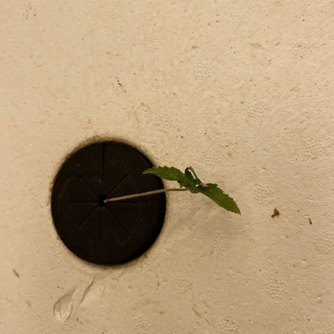 Lifter  growlog photo: Weird leave edges but majority of plants looking good some burn offs 