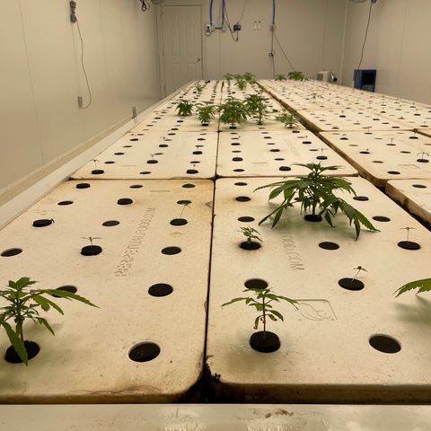 Lifter  growlog photo: Weird leave edges but majority of plants looking good some burn offs 