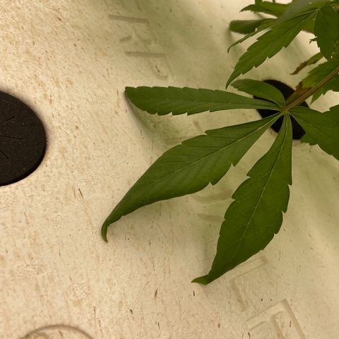 Lifter  growlog photo: Weird leave edges but majority of plants looking good some burn offs 