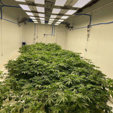 Cbg  growlog timeline photo