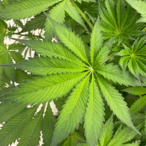Cbg  growlog timeline photo