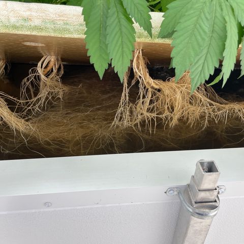 Cbg  growlog timeline photo