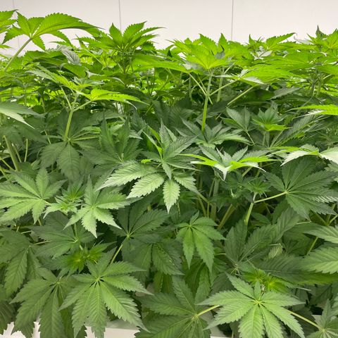 Cbg  growlog timeline photo