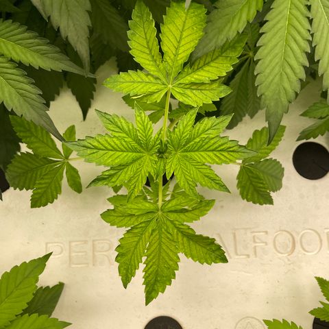 Cbg  growlog timeline photo
