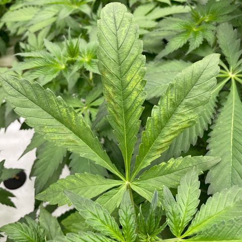 Cbg  growlog timeline photo