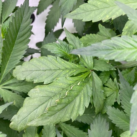 Cbg  growlog timeline photo