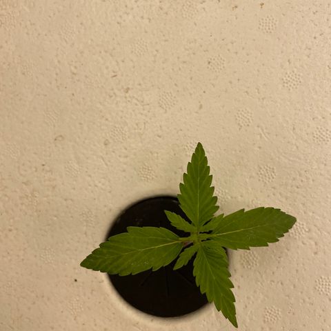 Lifter  growlog timeline photo
