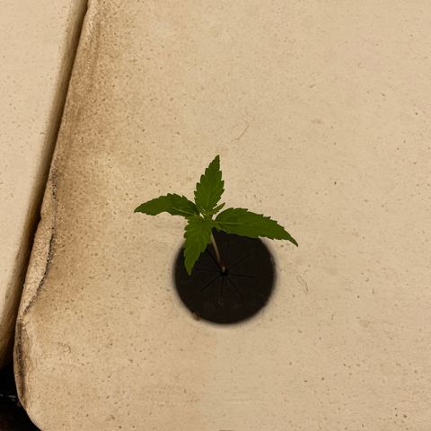 Lifter  growlog photo: Plants looking good seedlings doing well new leaves stacking wired growth in some of the smaller plant leaves edges curled warped 
