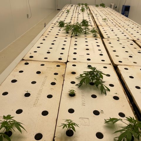 Lifter  growlog photo: Plants looking good seedlings doing well new leaves stacking wired growth in some of the smaller plant leaves edges curled warped 