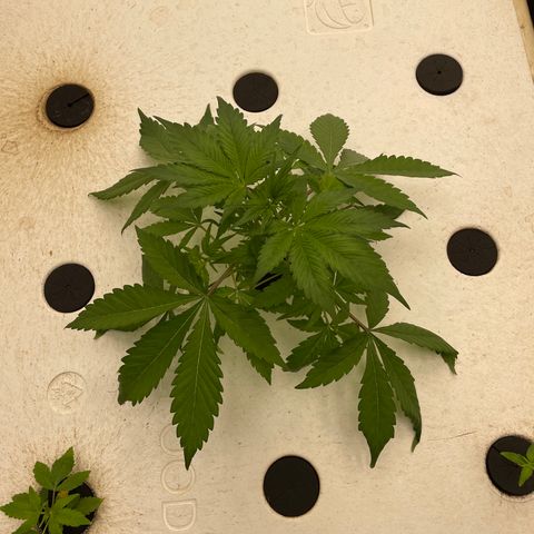 Lifter  growlog photo: Plants looking good seedlings doing well new leaves stacking wired growth in some of the smaller plant leaves edges curled warped 