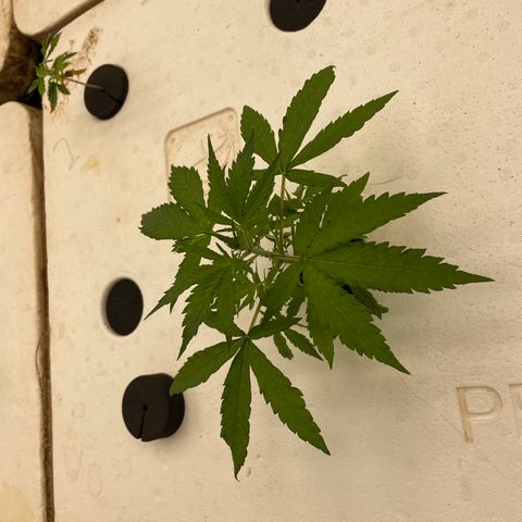 Lifter  growlog photo: Plants looking good seedlings doing well new leaves stacking wired growth in some of the smaller plant leaves edges curled warped 
