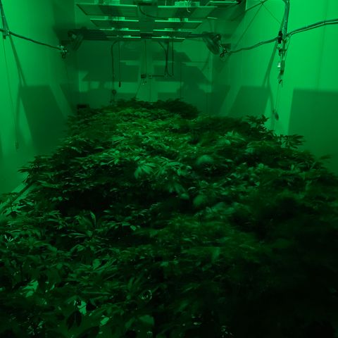 Cbg  growlog photo: Looks good flowering well humidity holding high 