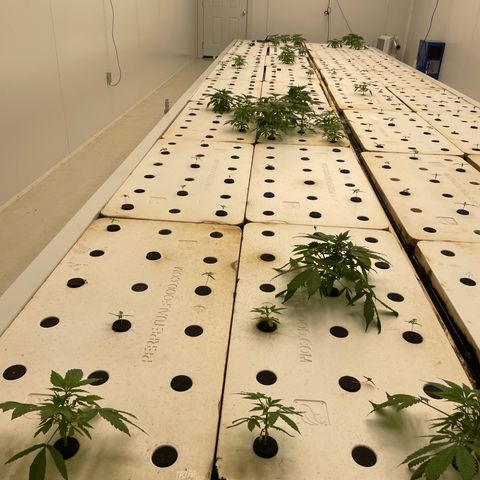 Lifter  growlog photo: Weird leaves on 4-5 plants but all in all looks good 