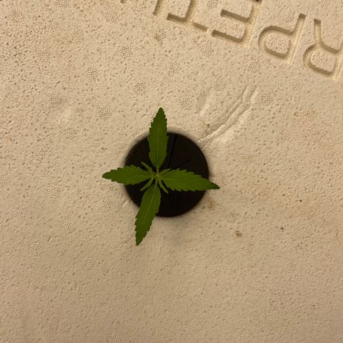 Lifter  growlog photo: Weird leaves on 4-5 plants but all in all looks good 