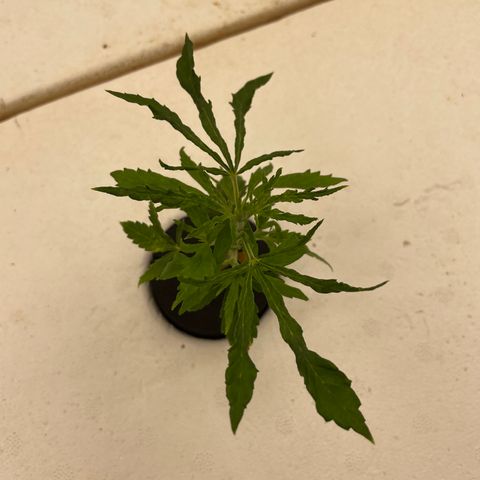 Lifter  growlog photo: Weird leaves on 4-5 plants but all in all looks good 