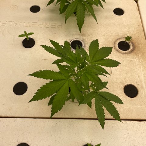 Lifter  growlog photo: Weird leaves on 4-5 plants but all in all looks good 