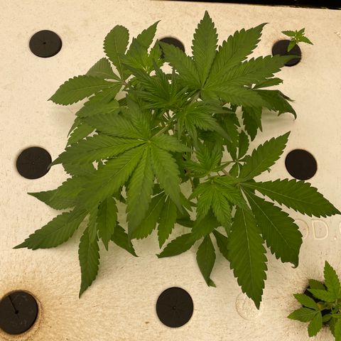 Lifter  growlog photo: Weird leaves on 4-5 plants but all in all looks good 