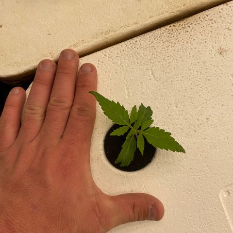 Lifter  growlog photo: Plants looking great 
