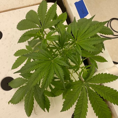 Lifter  growlog photo: Plants looking great 