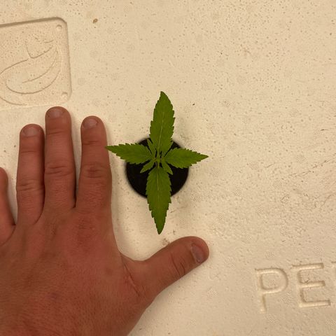 Lifter  growlog photo: Plants looking great 