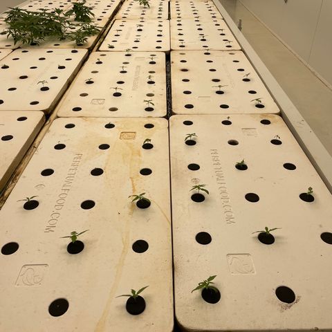 Lifter  growlog photo: Plants looking great 