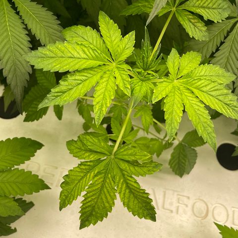 Cbg  growlog photo:  One plant that died off or is dying off work so I Rusca Moshe maybe being panther twisted close to the O2 generator Inlet Some weird yellowing on some plants but majority look pretty good