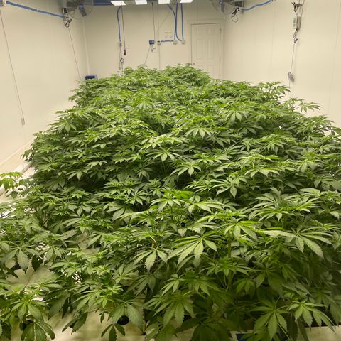 Cbg  growlog photo:  One plant that died off or is dying off work so I Rusca Moshe maybe being panther twisted close to the O2 generator Inlet Some weird yellowing on some plants but majority look pretty good
